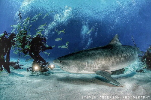 Getting the shots full on and GO! Tiger Beach -Bahamas by Steven Anderson 